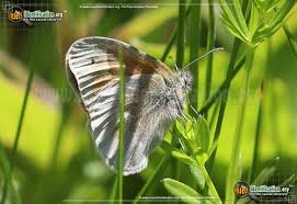 Attēlu rezultāti vaicājumam “Coenonympha tullia underside”