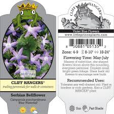 Attēlu rezultāti vaicājumam “Campanula cervicaria bud”