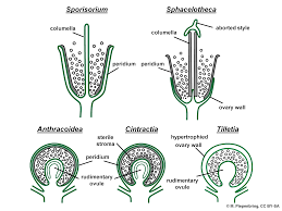 Attēlu rezultāti vaicājumam “Didymium spongiosum var. dictyospora spores”