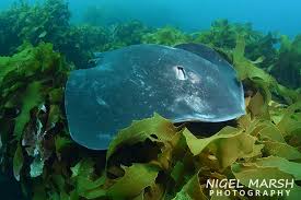 Image result for Bathytoshia brevicaudata