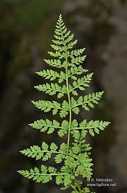 Attēlu rezultāti vaicājumam “Cystopteris fragilis”