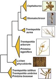 Attēlu rezultāti vaicājumam “Trentepohlia sp.”