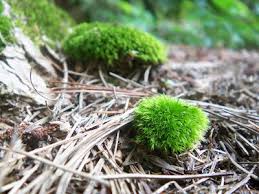 Attēlu rezultāti vaicājumam “Dicranella heteromalla sporophyte”