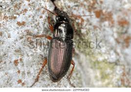 Attēlu rezultāti vaicājumam “Harpalus sp.”