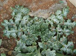 Attēlu rezultāti vaicājumam “Silybum marianum fruit”