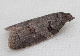 Attēlu rezultāti vaicājumam “Eana incanana”