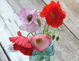 Image result for Papaver rhoeas 'Shirley'