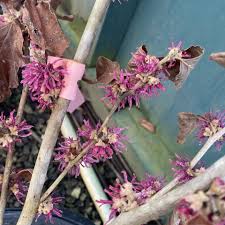 Attēlu rezultāti vaicājumam “Hamamelis vernalis flower”