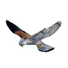 Image result for Kestrel Gymnastic Group