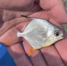 Image result for Trachinotus carolinus