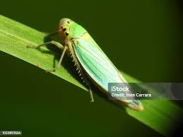 Attēlu rezultāti vaicājumam “Cicadella viridis”