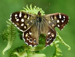 Attēlu rezultāti vaicājumam “Pararge aegeria”