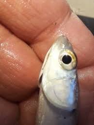 Image result for Chelon ramada