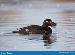 Attēlu rezultāti vaicājumam “Melanitta fusca”