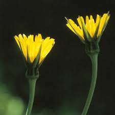 Attēlu rezultāti vaicājumam “Tragopogon pratensis subsp. pratensis fruit”
