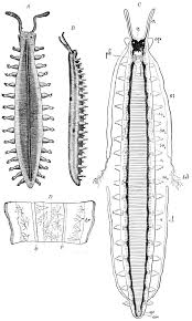 Attēlu rezultāti vaicājumam “Capsus ater imago”