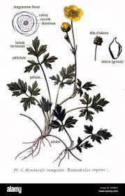 Attēlu rezultāti vaicājumam “Ranunculus repens flower”