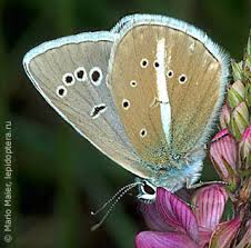 Attēlu rezultāti vaicājumam “Agrodiaetus damon”