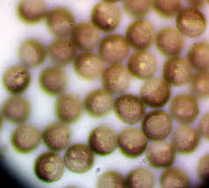 Attēlu rezultāti vaicājumam “Licea chelonoides macro”