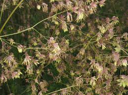 Attēlu rezultāti vaicājumam “Thalictrum minus leaf”