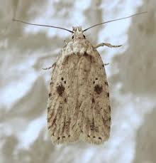 Attēlu rezultāti vaicājumam “Agonopterix aranella”