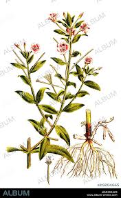 Image result for Weidenröschen