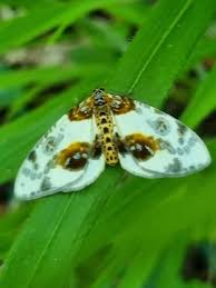 Attēlu rezultāti vaicājumam “Abraxas sylvata imago”