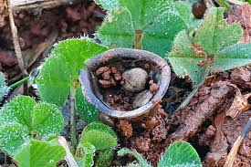 Attēlu rezultāti vaicājumam “Rosellinia desmazieri spores”