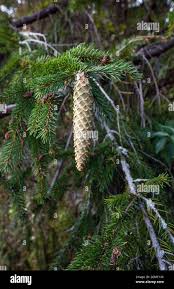 Attēlu rezultāti vaicājumam “Picea abies fruit”