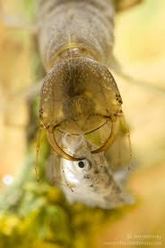 Attēlu rezultāti vaicājumam “Dytiscus sp. larva”