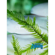 Attēlu rezultāti vaicājumam “Fontinalis antipyretica subsp. gracilis”