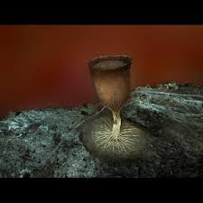 Attēlu rezultāti vaicājumam “Craterium minutum”