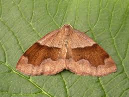 Attēlu rezultāti vaicājumam “Plagodis pulveraria”