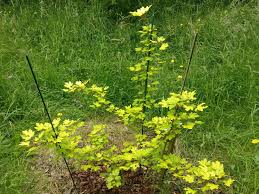 Attēlu rezultāti vaicājumam “Acer campestre flower”