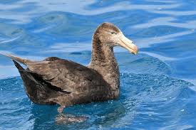 Attēlu rezultāti vaicājumam “Petractis sp.”