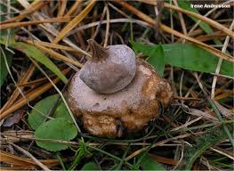 Attēlu rezultāti vaicājumam “Geastrum”