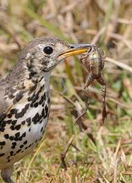 Attēlu rezultāti vaicājumam “Cribraria languescens”