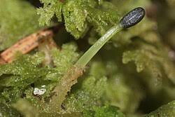 Attēlu rezultāti vaicājumam “Trichocolea tomentella”