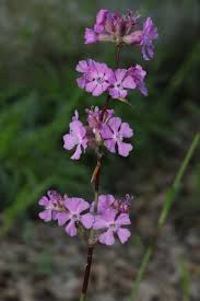 Attēlu rezultāti vaicājumam “Silene viscaria flower”