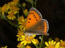 Attēlu rezultāti vaicājumam “Lycaena dispar underside”
