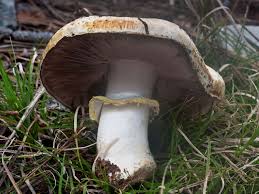 Attēlu rezultāti vaicājumam “Sylvicola sp.”