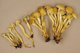 Attēlu rezultāti vaicājumam “Hypholoma sp.”