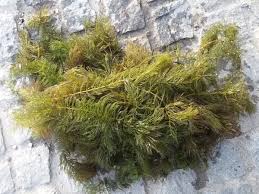 Attēlu rezultāti vaicājumam “Ceratophyllum demersum”