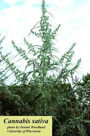 Attēlu rezultāti vaicājumam “Cannabis sativa”