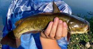 Image result for Ameiurus catus