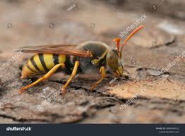 Attēlu rezultāti vaicājumam “Bembix rostrata”