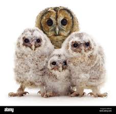 Image result for Strix aluco