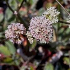 Attēlu rezultāti vaicājumam “Eriophorum latifolium flower”