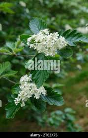 Attēlu rezultāti vaicājumam “Crataegus macracantha flower”