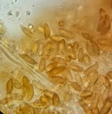 Attēlu rezultāti vaicājumam “Neocudoniella albiceps”